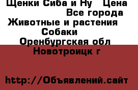 Щенки Сиба и Ну › Цена ­ 35000-85000 - Все города Животные и растения » Собаки   . Оренбургская обл.,Новотроицк г.